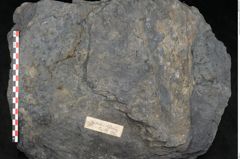 Foto (Detailansicht) von Syringodendron cyclostigma Brongniart (NHMW-GEO-2024-0188-11244)